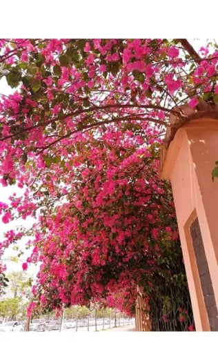 40Pcs in Bulk Artificial Bougainvillea Silk Flowers Branches Long Plant Stems...
