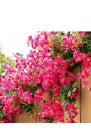 40Pcs in Bulk Artificial Bougainvillea Silk Flowers Branches Long Plant Stems...